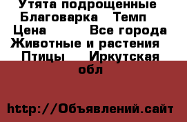 Утята подрощенные “Благоварка“,“Темп“ › Цена ­ 100 - Все города Животные и растения » Птицы   . Иркутская обл.